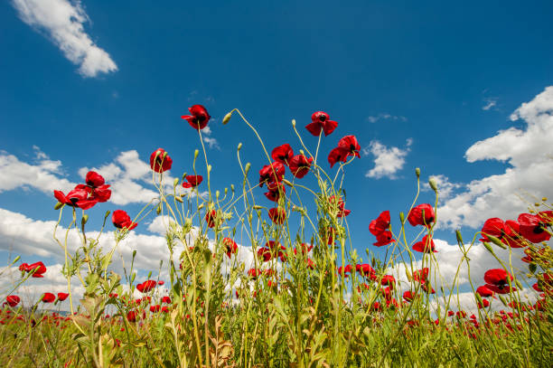 istock Red poppy flowers towards the sky 1477798034