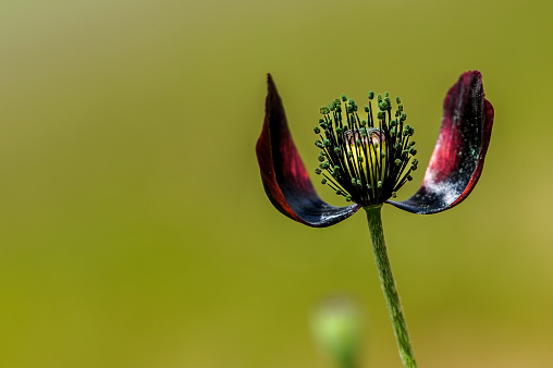 Black poppy flower - Foreground net