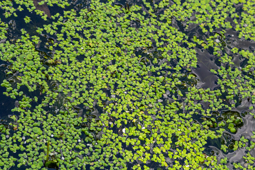 Common Duckweed, Duckweed, Lesser Duckweed, Natural Green Duckweed Lemna perpusilla Torrey on The water for background or texture. close up Green leaf aquatic plant on a water background.