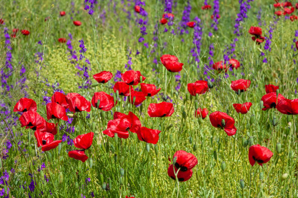 Poppy flowers in mixed plants