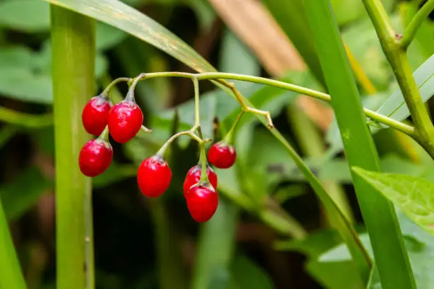 Red berries of woody nightshade, also known as bittersweet, Solanum dulcamara seen in August.