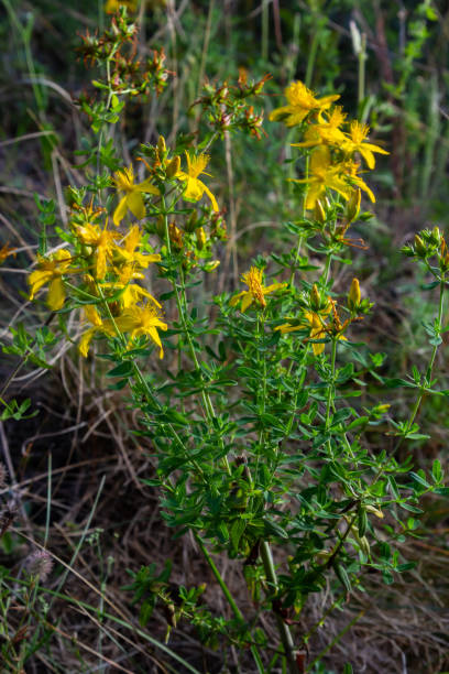 istock A close up of the blooming medicinal herb hypericum Hypericum perforatum 1477799387
