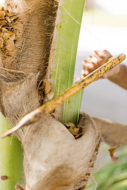 A 61-Year-Old Active Senior Cuban Man Trimming Coconut Tree Palm Branches with a Retro Vintage Yellow Saw By Hand the Old Fashioned Way Outdoors on the Front Lawn on a Warm South Florida Spring Day in 2023 Before Hurricane Season Starts