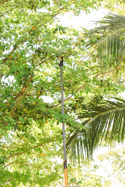 Tree Trimming Tree Branches with a Long Saw By Hand Outdoors on the Front Lawn on a Warm South Florida Spring Day in 2023 Before Hurricane Season Starts