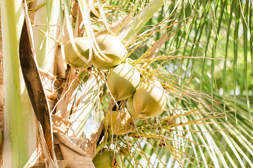 Fresh Coconut cluster on coconut tree