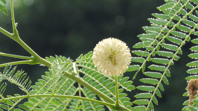 Polen of Acacia flower, White Popinac, on tree in summer.