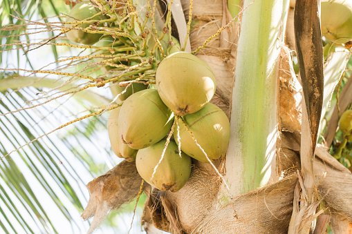 Large Green & Yellow Coconuts on a Florida Coconut  Palm Tree in West Palm Beach, Florida on a Warm Spring Day in 2023 Before the Hurricane Season Starts