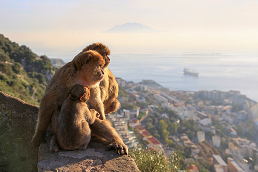 A family of Gibraltar maggots with a baby monkey sit on a hill and look towards the sea and town at sunset. Seascape. Gibraltar.