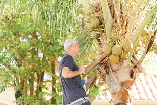 A 61-Year-Old Active Senior Cuban Man Trimming Coconut Tree Palm Branches with a Retro Vintage Yellow Saw By Hand the Old Fashioned Way Outdoors on the Front Lawn on a Warm South Florida Spring Day in 2023 Before Hurricane Season Starts