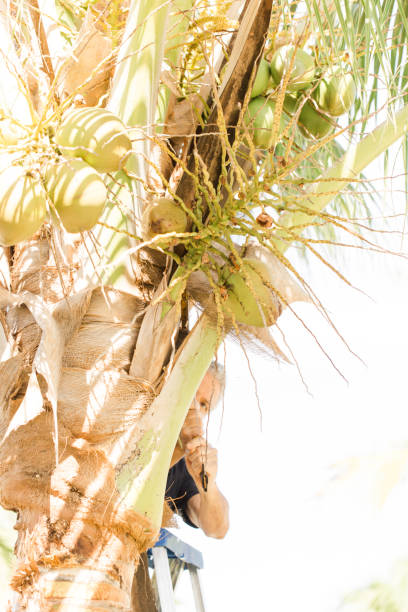 A 61-Year-Old Active Senior Cuban Man on a  Ladder Trimming Coconuts Off Palm Tree with a Retro Vintage Yellow Saw By Hand the Old Fashioned Way Outdoors on the Front Lawn on a Warm South Florida Spring Day in 2023 Before Hurricane Season Starts