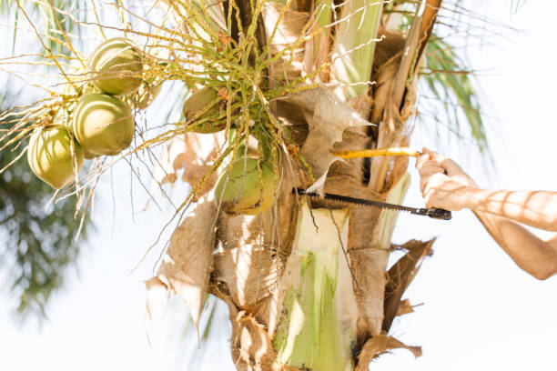 A 61-Year-Old Active Senior Cuban Man on a  Ladder Trimming Coconuts Off Palm Tree with a Retro Vintage Yellow Saw By Hand the Old Fashioned Way Outdoors on the Front Lawn on a Warm South Florida Spring Day in 2023 Before Hurricane Season Starts
