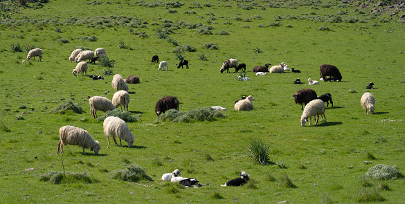 sheep and lambs of the Sardinian breed grazing in a green meadow