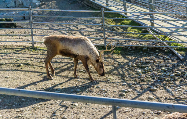 Reindeer At Animal Park