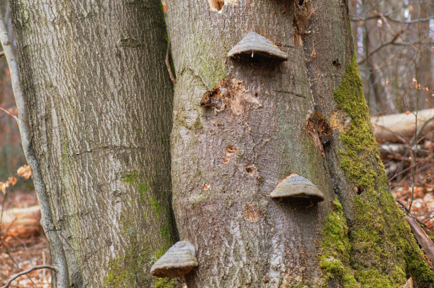 istock Mushrooms growing on the trunk of a tree 1477807331