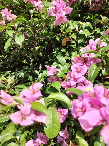 flowering bougainville tree under blue sky stock photo