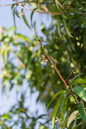 Small Mango Fruit Buds & Lush Green Leaves on a Large Mango Tree in a South Florida Backyard in the Spring of 2023