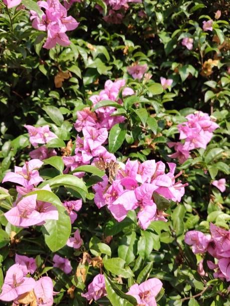 flowering bougainville tree under blue sky stock photo