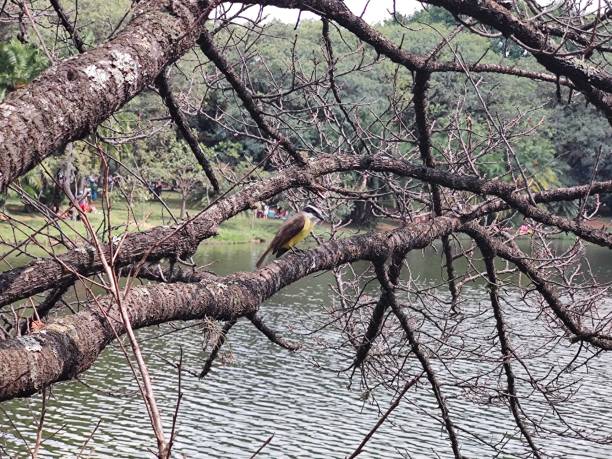 "bem-te-vi" bird perched on a dry leafless tree over the lake on a sunny day stock photo