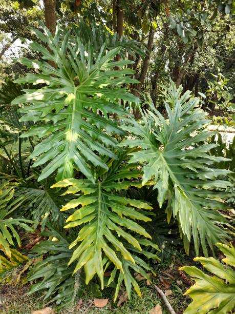 huge Adam's rib leaves, beautiful green leaves, tropical garden stock photo