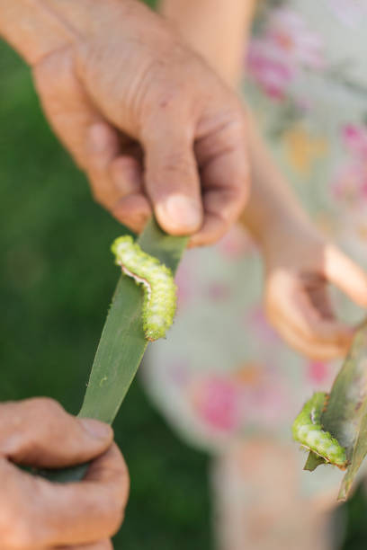 mani umane che tengono foglie di palma con bruchi verde lime spikey su di loro in un giardino della florida nella primavera del 2023 - lime butterfly foto e immagini stock