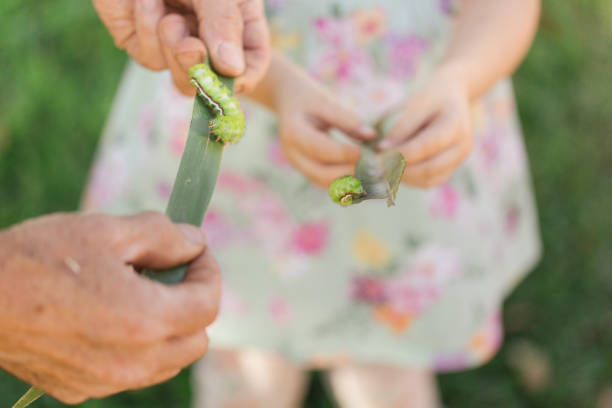 mani umane che tengono foglie di palma con bruchi verde lime spikey su di loro in un giardino della florida nella primavera del 2023 - lime butterfly foto e immagini stock