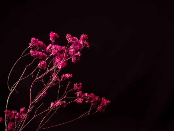 istock some pink flowers in a vase on a black tablecloth 1477809830