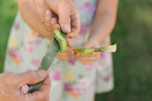 mani umane che tengono foglie di palma con bruchi verde lime spikey su di loro in un giardino della florida nella primavera del 2023 - lime butterfly foto e immagini stock