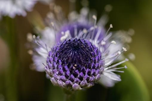 A closeup shot of a purple wildflower.
