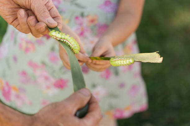 mani umane che tengono foglie di palma con bruchi verde lime spikey su di loro in un giardino della florida nella primavera del 2023 - lime butterfly foto e immagini stock