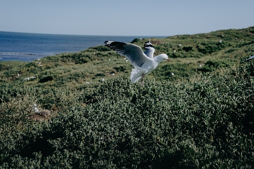 A white European herring gull gracefully flying over the crest of a grassy hill, its wings outstretched