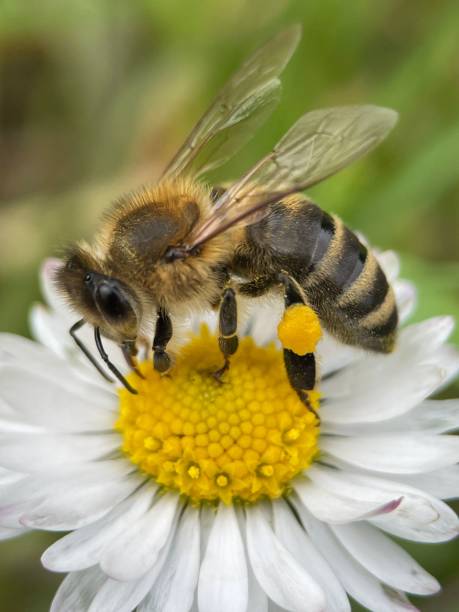 istock A vertical macro shot of a bee on a daisy flower with pollen on its leg 1477810706
