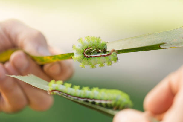 mani umane che tengono foglie di palma con bruchi verde lime spikey su di loro in un giardino della florida nella primavera del 2023 - lime butterfly foto e immagini stock