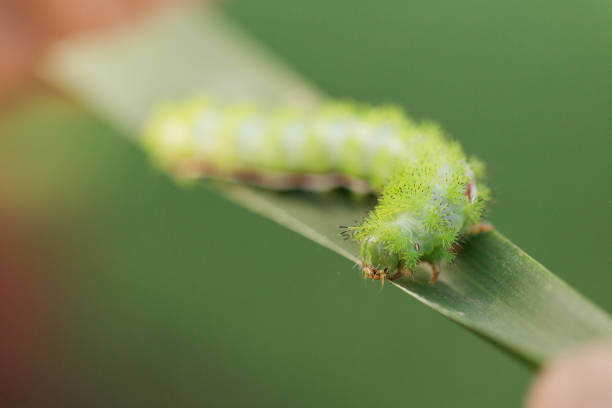 mani umane che tengono foglie di palma con bruchi verde lime spikey su di loro in un giardino della florida nella primavera del 2023 - lime butterfly foto e immagini stock