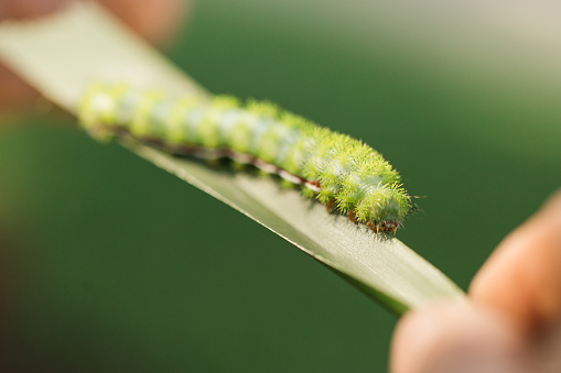 portrait of caterpillar on the green leaf close-up