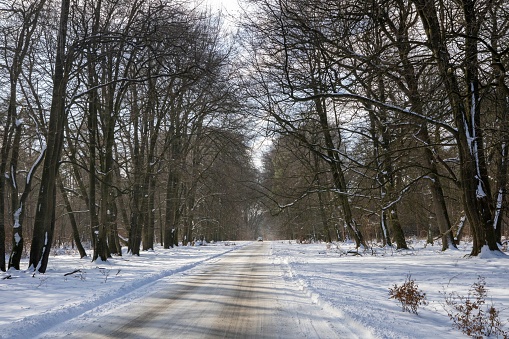 Snow-covered road through a forest with trees on both sides