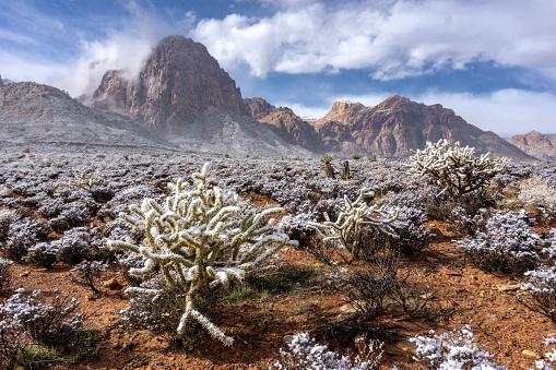 An arid desert scene featuring snow-tipped mountains in the background and low-lying desert vegetation in the foreground