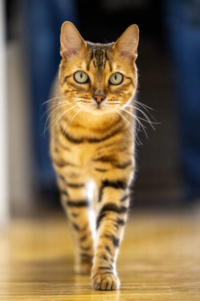 istock Tabby cat is slowly ambling around a room looking at the camera 1477811438