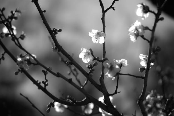 istock Stunning greyscale image of a white cherry blossom illuminated by the sun's rays 1477811629