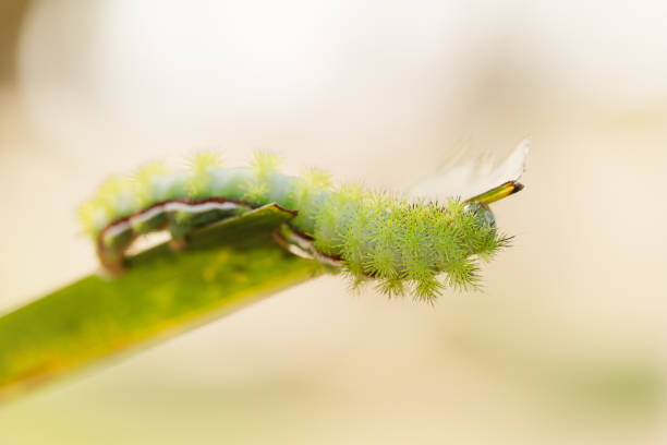 bruchi verde lime spikey su palme da cocco in un giardino della florida nella primavera del 2023 - lime butterfly foto e immagini stock