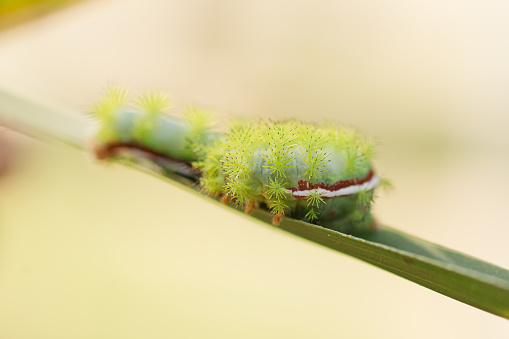 Spikey Lime Green Caterpillars on Palm Trees in a Florida Garden in the Spring of 2023