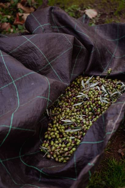 vertikale aufnahme einer nahaufnahme einer geernteten oliven in einer plastikfolie - olive close to scoop market stock-fotos und bilder