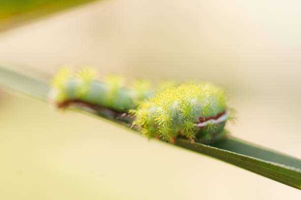 bruchi verde lime spikey su palme da cocco in un giardino della florida nella primavera del 2023 - lime butterfly foto e immagini stock