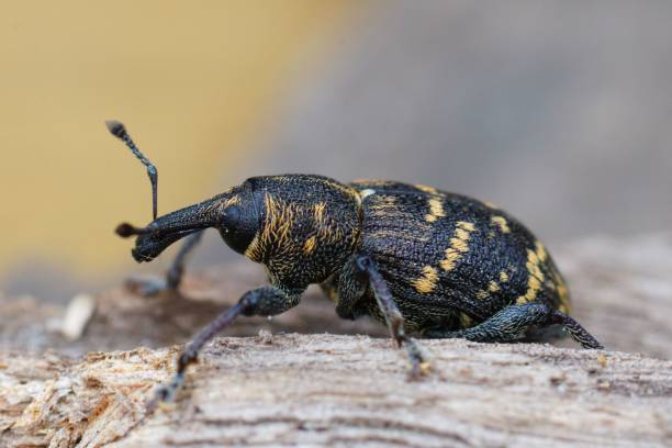 Closeup of the colorful large pine weevil, Hylobius abietis, a major pest of coniferous trees Detailed closeup of the colorful large pine weevil, Hylobius abietis, a major pest of coniferous trees pine weevil hylobius abietis stock pictures, royalty-free photos & images