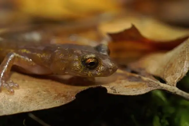 Natural closeup on a subadult of the endangered Limenstone salamander , Hydromantes brunus sitting on a brown leaf in California