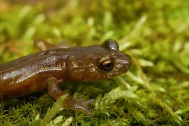 Natural closeup on a subadult of the endangered Limenstone salamander , Hydromantes brunus sitting on green moss in California