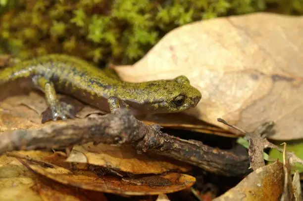 Natural closeup on a subadult of the endangered limestone salamander, Hydromantes brunus