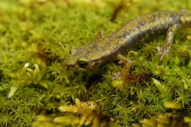 Shallow focus closeup on a subadult of the endangered limestone salamander, Hydromantes brunus