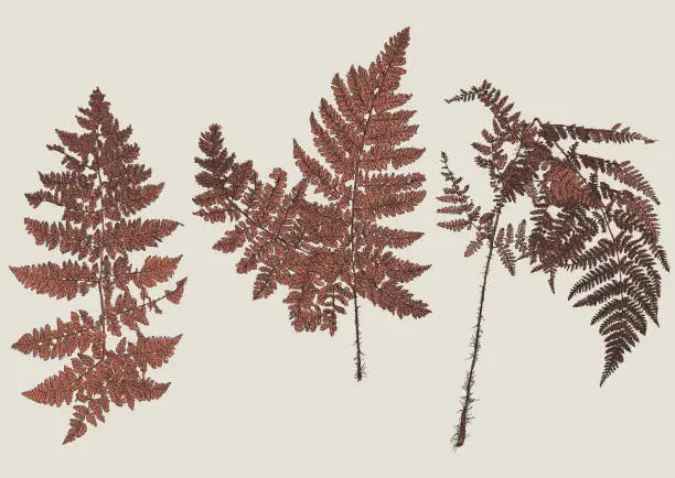 Vector illustration of Fern Leaves