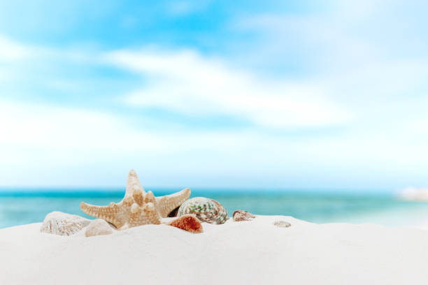 istock Vacation, beach or travel concept. Composition of different shells on the sand 1477812402