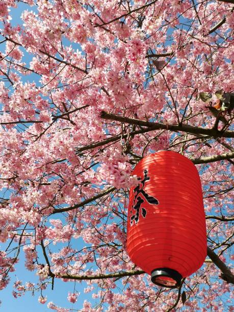 istock Asian-style lantern in a tree with pink blossoms against a blue sky 1477812404